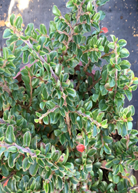 Cotoneaster  'Tom Thumb'